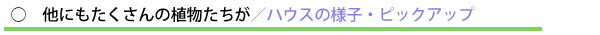 ○ 他にもたくさんの植物たちが/ハウスの様子・ピックアップ