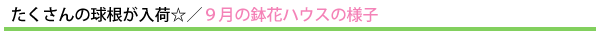 たくさんの球根が入荷☆/9月の鉢花ハウスの様子