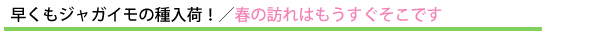 早くもジャガイモの種入荷!/春の訪れはもうすぐそこです