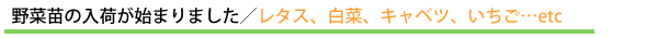 野菜苗の入荷が始まりました/レタス、白菜、キャベツ、いちご…etc