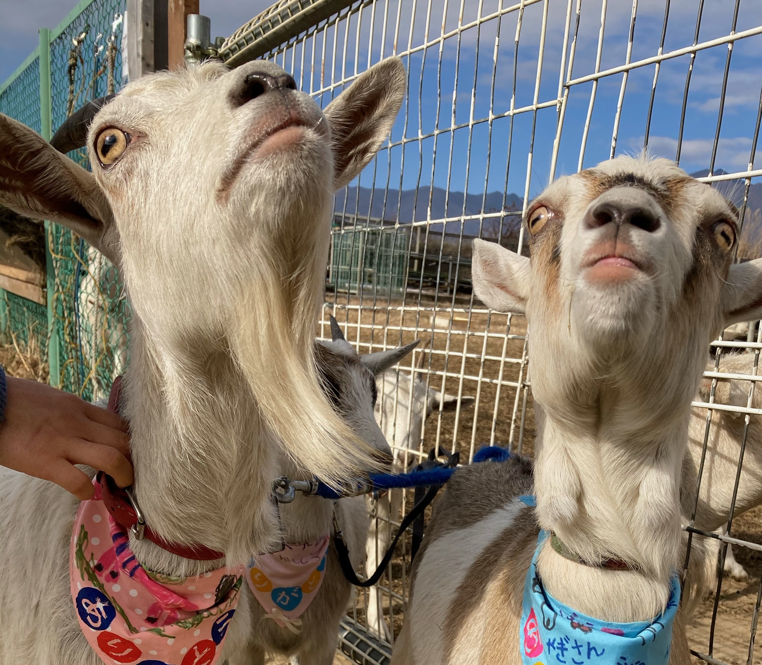 小学校に貸し出していたヤギたちが帰ってきました 産直市場 グリーンファーム